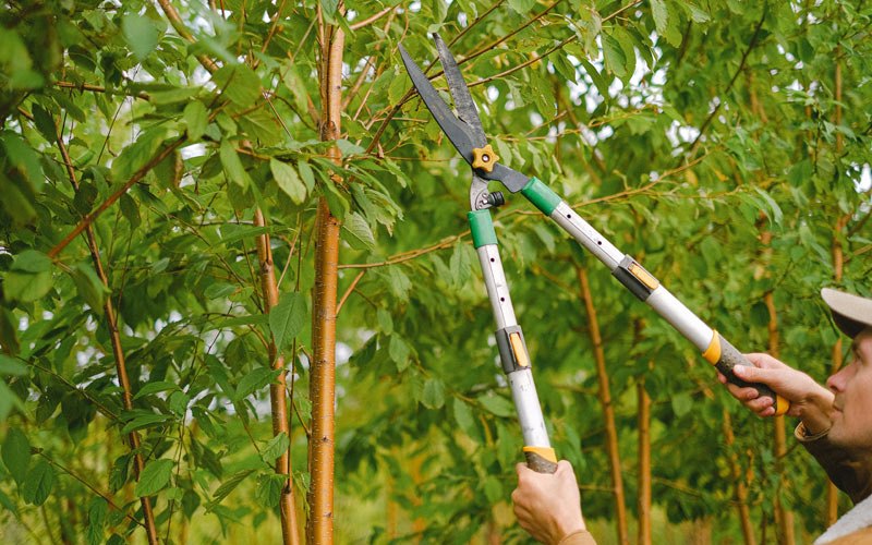 Tree trimming in Kempton, IN